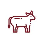 Carne bovina