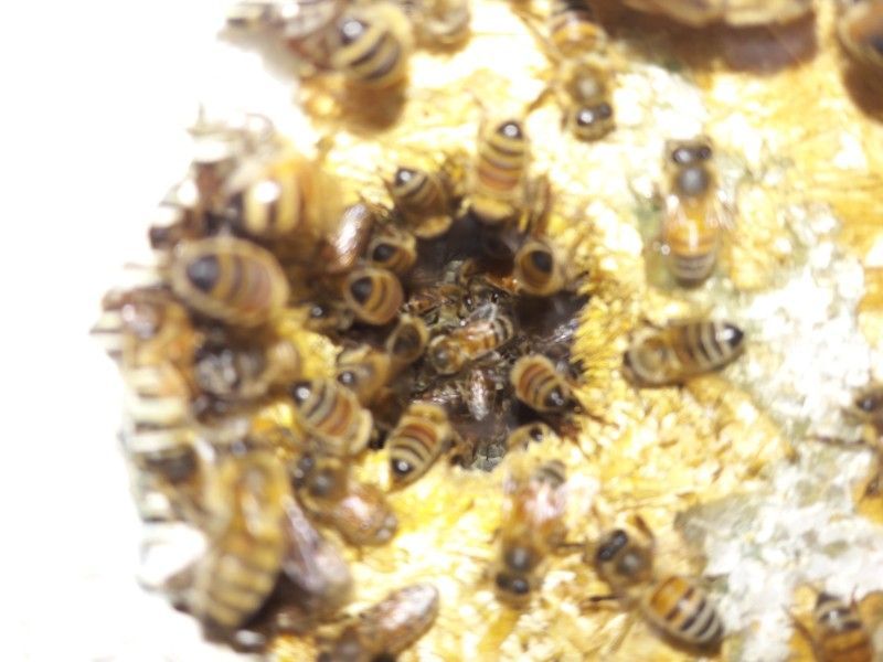 Bees clustered around a dark, central area, possibly feeding. Yellowish surface, honeycomblike.