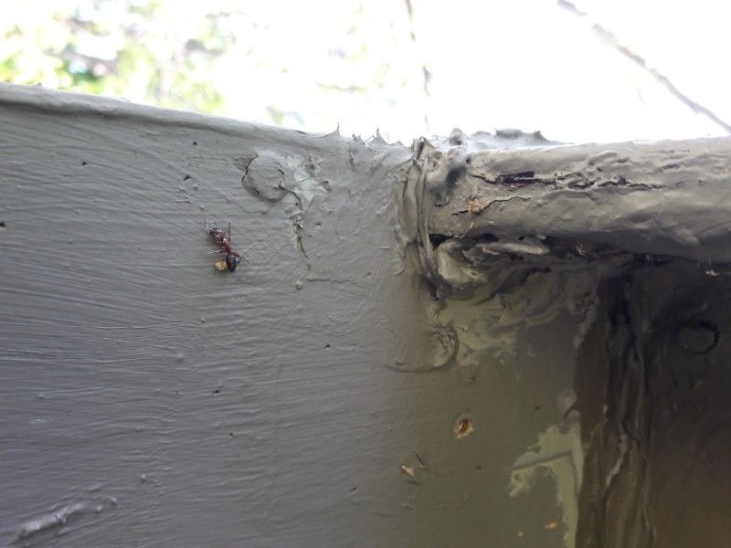 Gray painted corner of a structure with visible nails and an ant crawling along the surface.