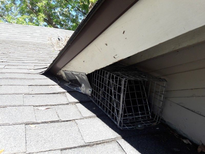 A metal cage trap is placed under the eaves of a house's roof to catch an animal.