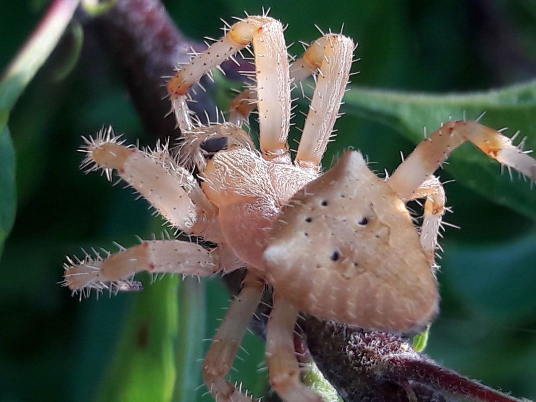 Tan spider with a spiky body and legs on a twig, facing the viewer.