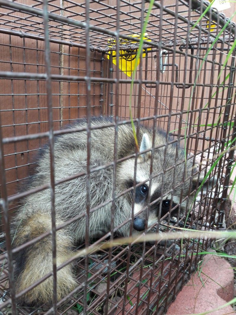Raccoon trapped in a rusty metal cage, looking distressed. Outdoors, surrounded by brick and grass.