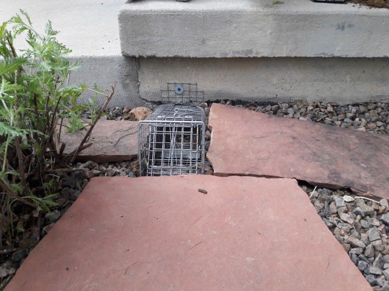 A metal cage trap on stone path near concrete steps, set for catching animals.