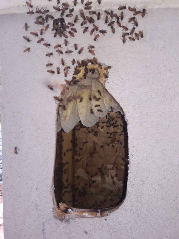 Bees swarming out of a hole in a white wall, clustered around exposed honeycomb.