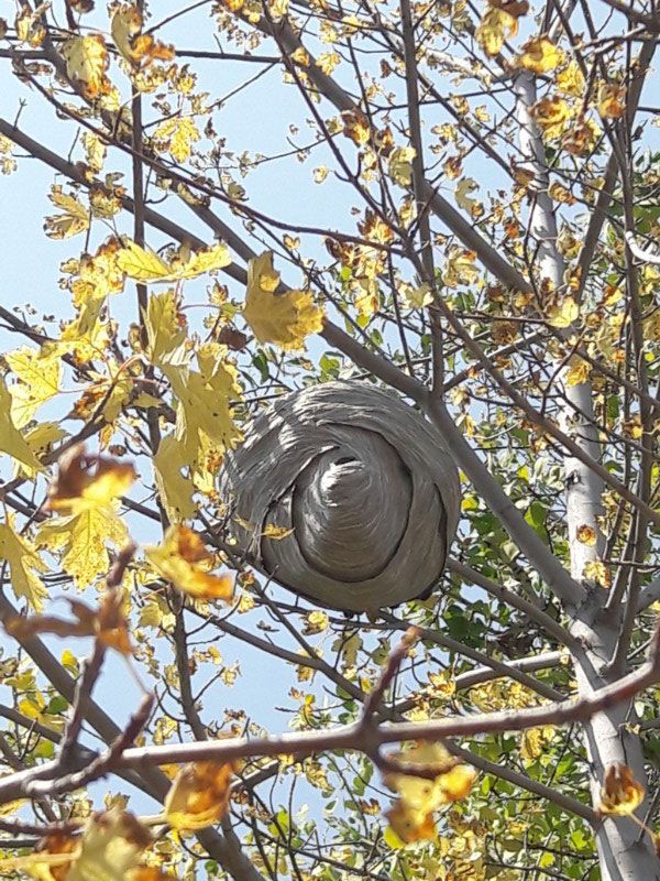 Large wasp nest in a tree with yellowing leaves, against a blue sky.