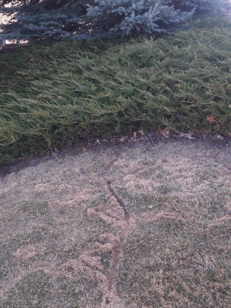 Lush green hedge bordering a patch of dry, brown grass.