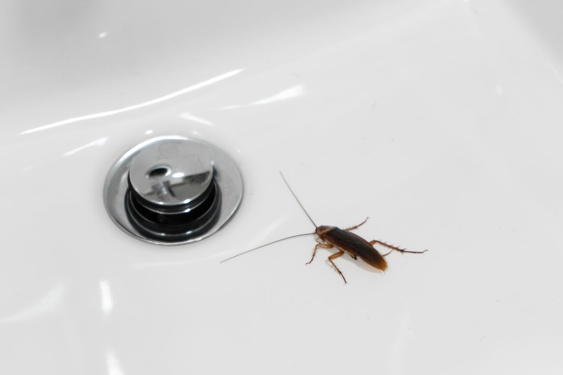 Cockroach on a white sink near the drain.