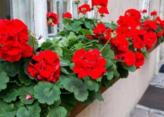 Servicios de jardinería JR