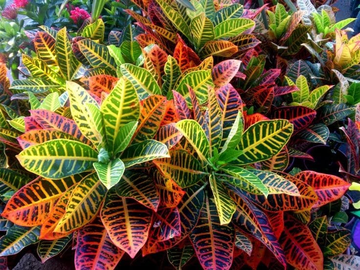Servicios de jardinería JR