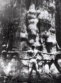 Three people stand with arms outstretched, encircling a massive tree trunk in a forest.