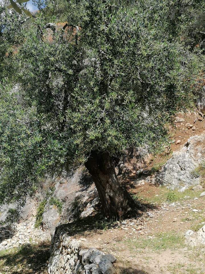 ulivo