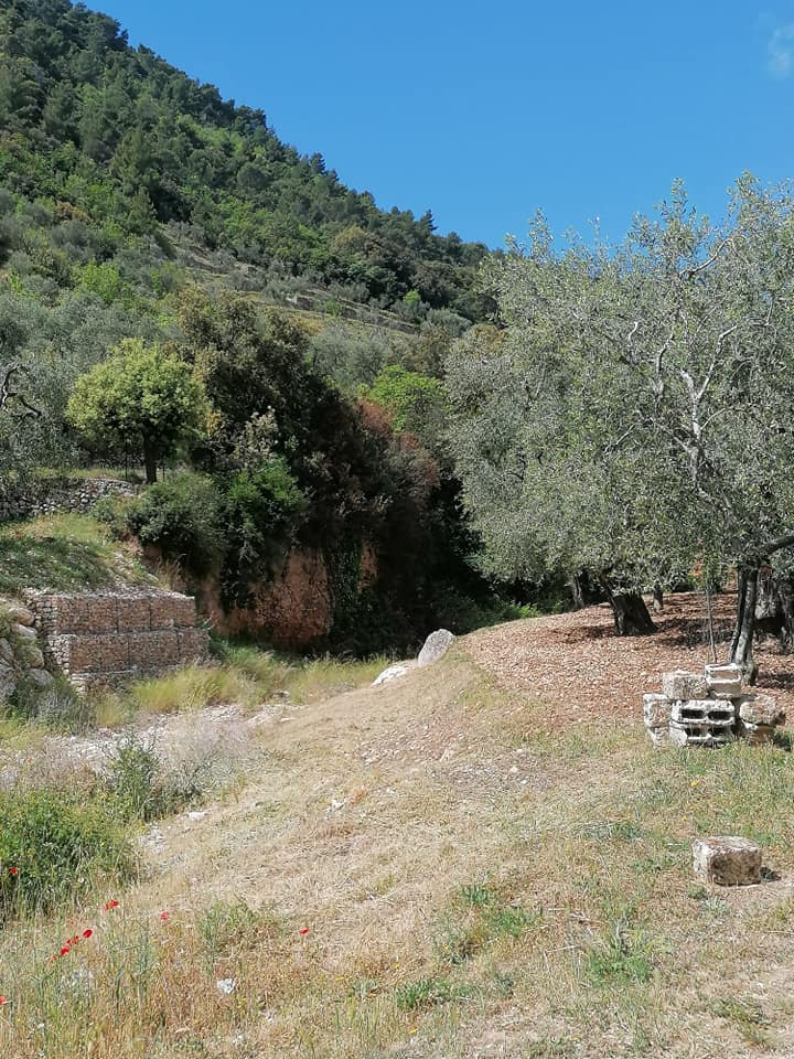 ulivo