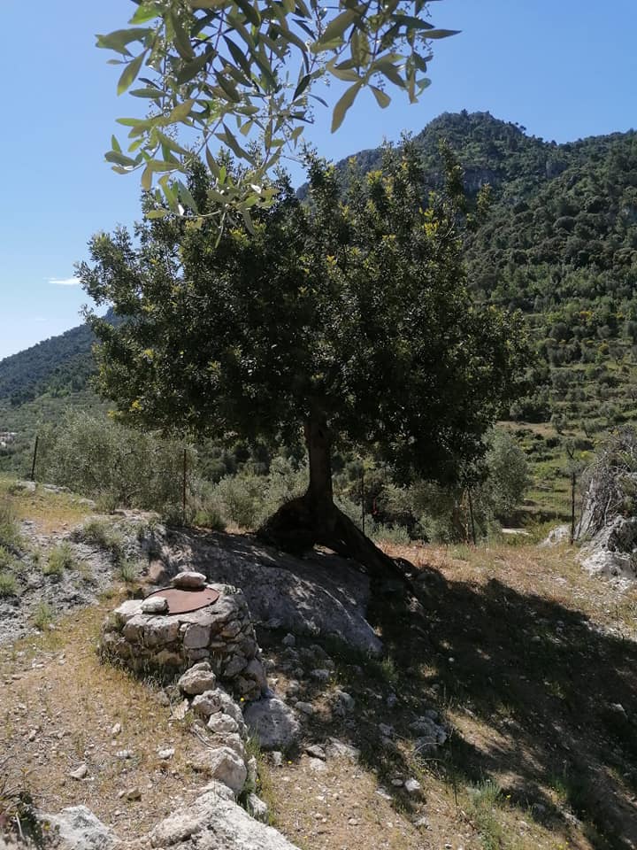 ulivo