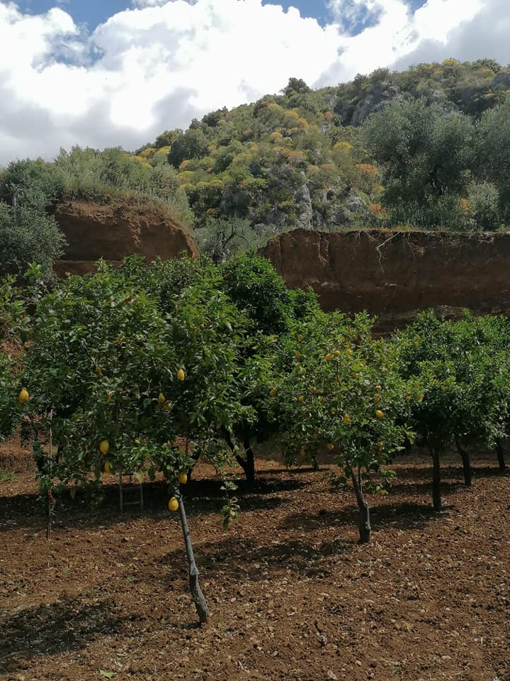 piante frutto