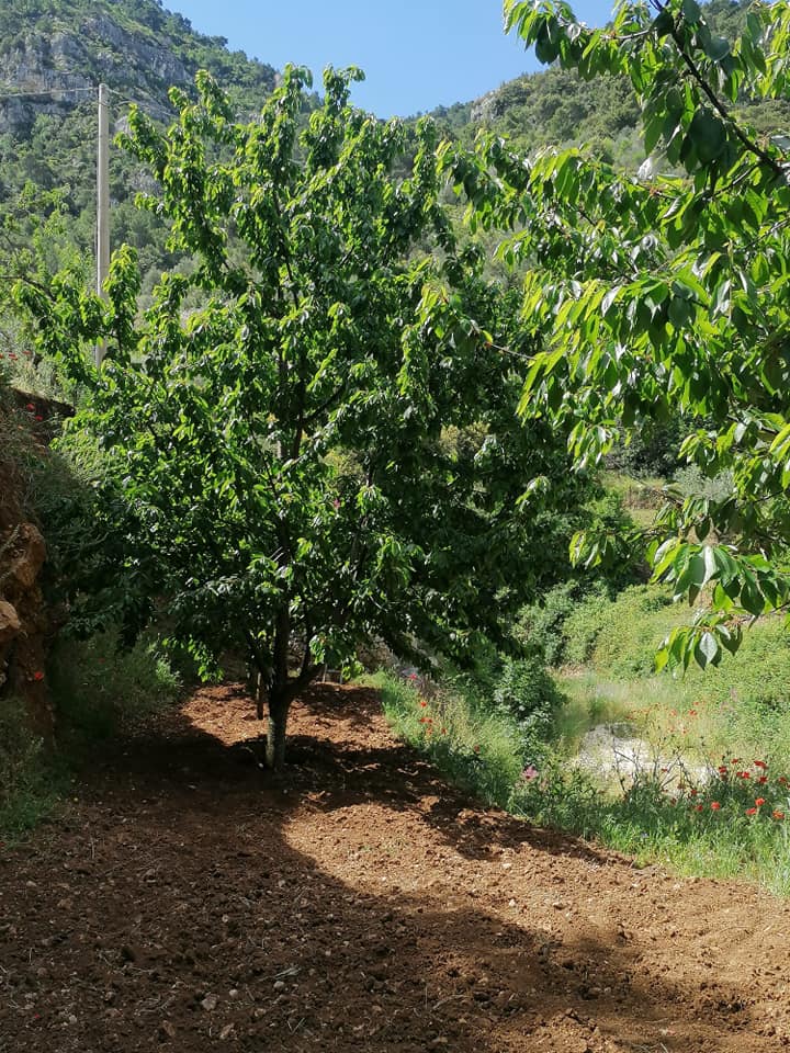 piante frutto