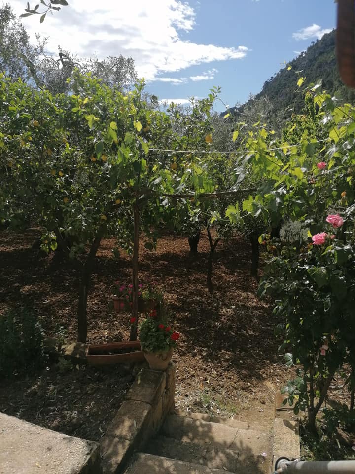 piante frutto