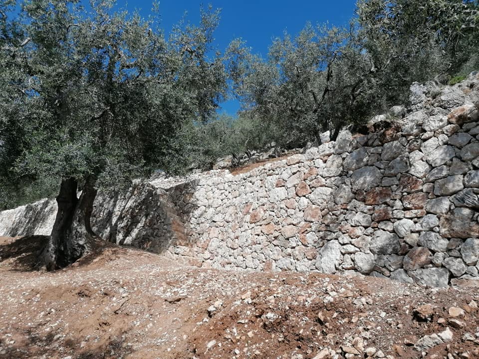 ulivo