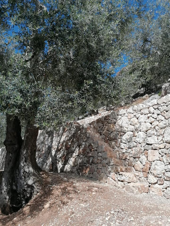 ulivo
