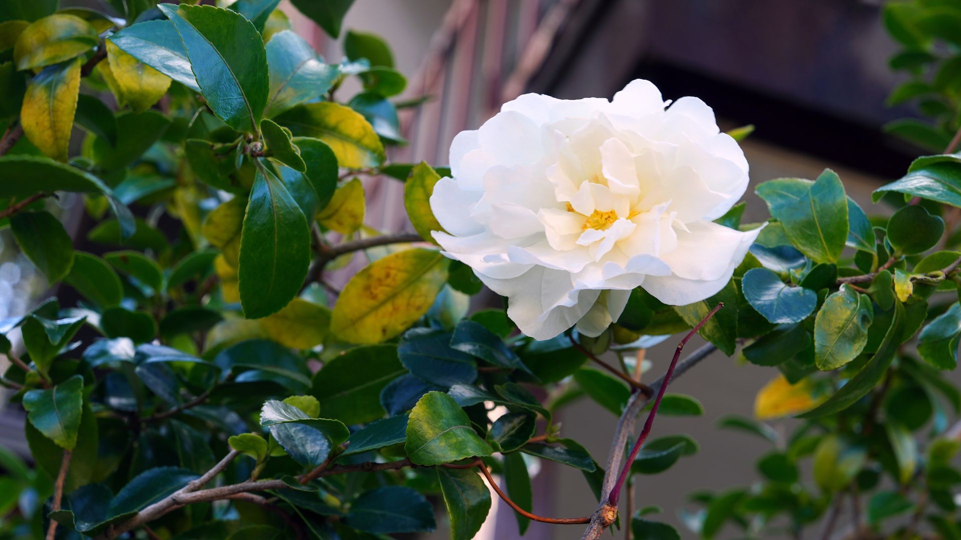 White flower blooming among glossy green leaves on a garden shrub