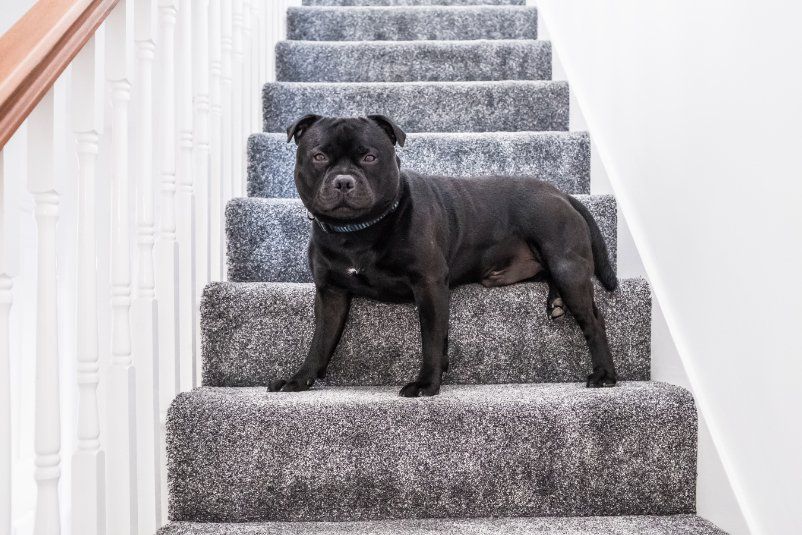 Doggy on Floor Carpet