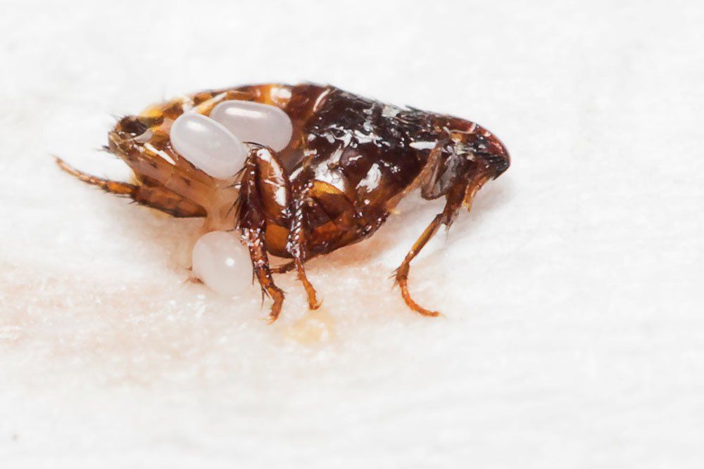Flea with Eggs — Laurel, DE — Dave Smith’s Exterminating