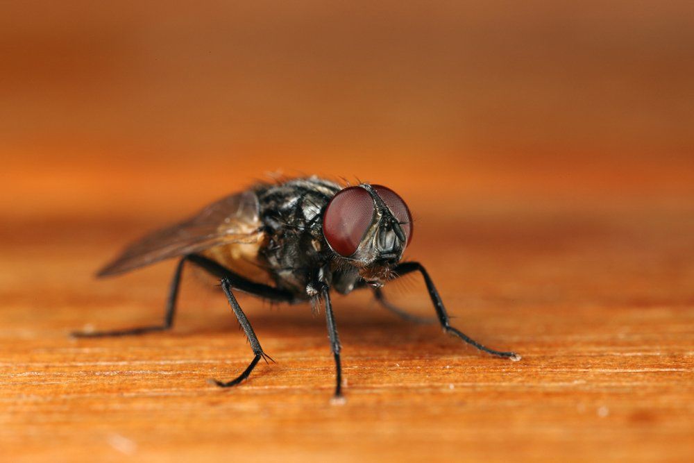 Fly Over a Table — Laurel, DE — Dave Smith’s Exterminating