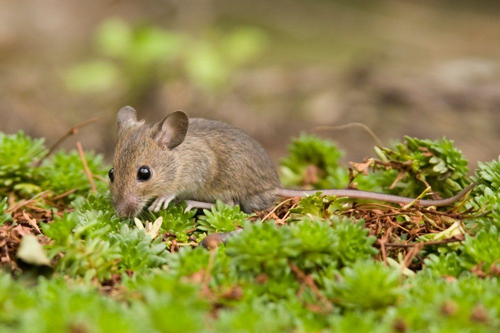 Wood Mouse — Laurel, DE — Dave Smith’s Exterminating