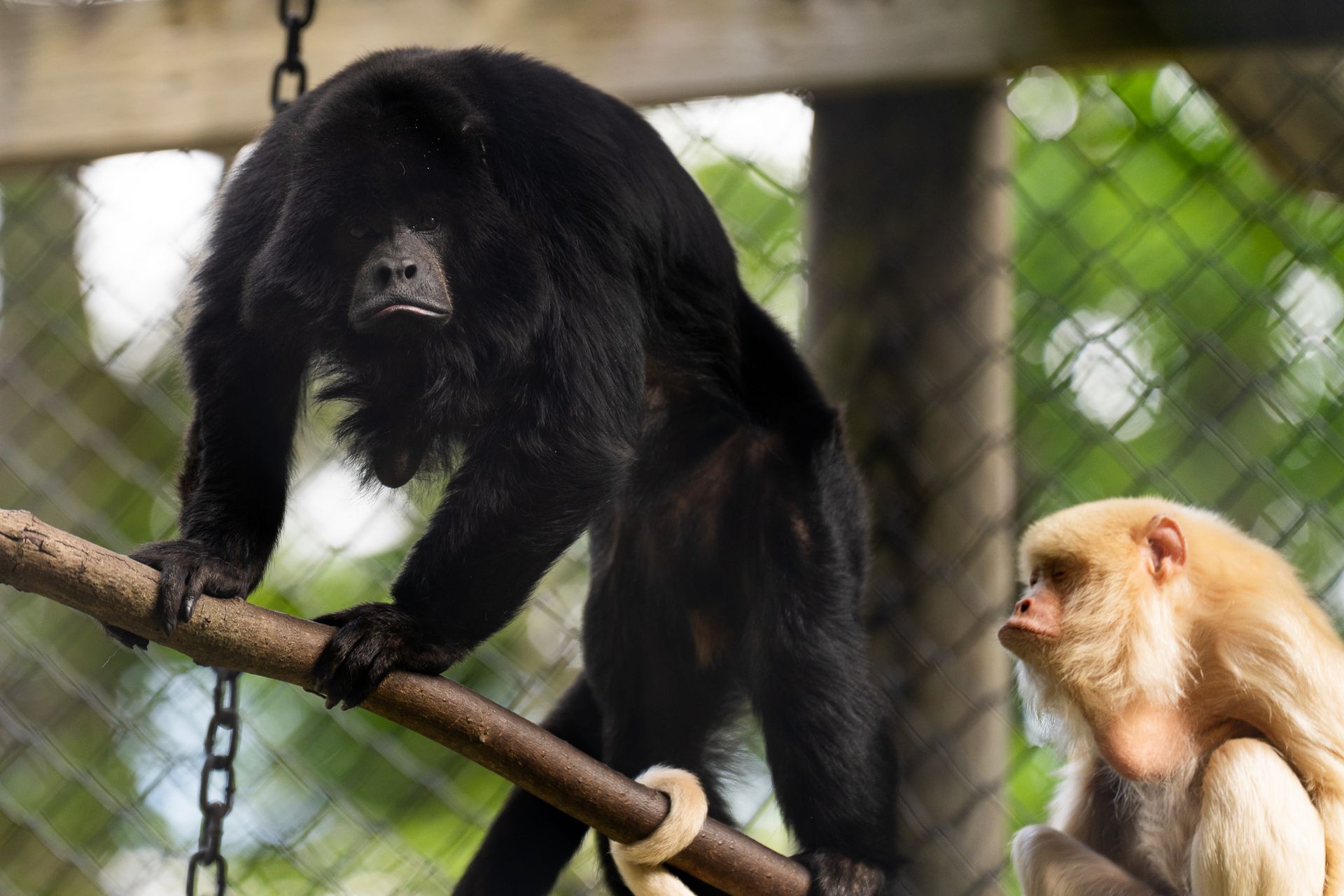 Our Animals