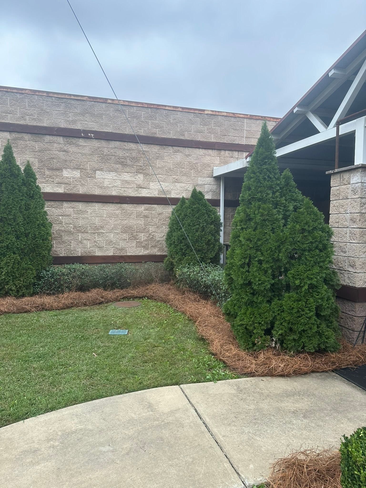 Landscaped yard with evergreen shrubs, mulch beds, brick wall, and concrete walkway beside a building.