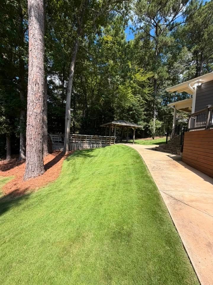 Sunny yard with a curved green lawn, pine trees, and a concrete path beside a house