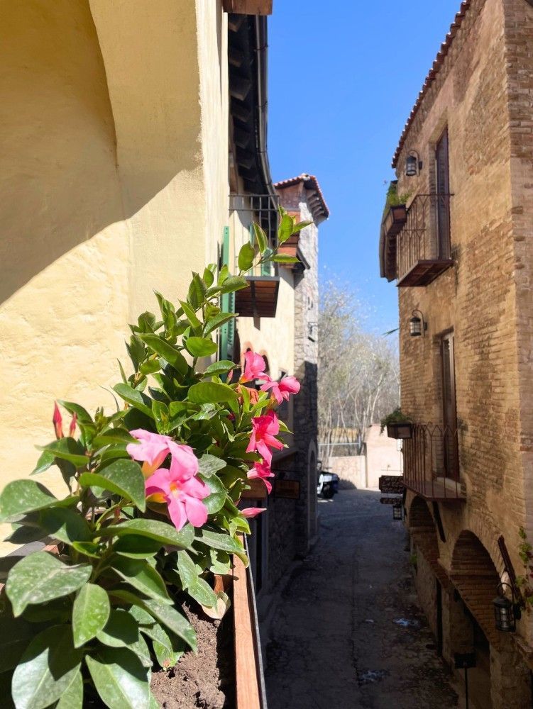 Narrow sunlit alley between old buildings with pink flowers in the foreground and blue sky above