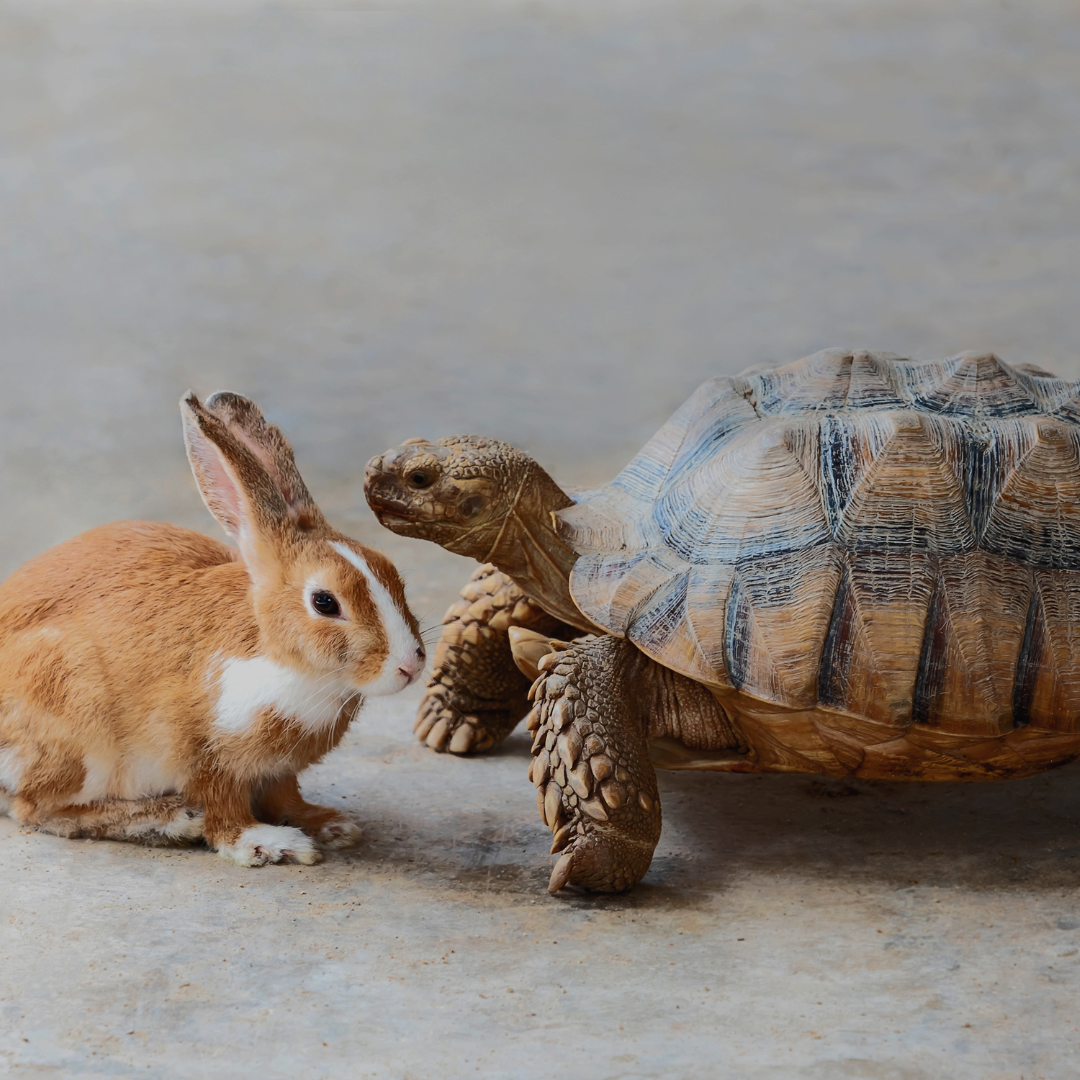 Variety And Pace Are Essential Elements Of Effective Storytelling