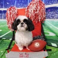 Small black-and-white dog in red football-themed chair with pom-poms and Alabama football on field backdrop