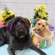 Two dogs posing in pastel Easter baskets with flower decorations, one black and one tan, on a soft blue blanket