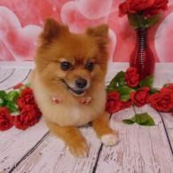 Small fluffy tan dog sitting on a white wooden floor with red roses and a pink floral backdrop.