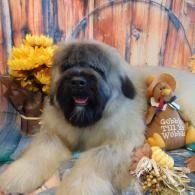 Fluffy tan and black dog resting beside yellow flowers and a small pumpkin on a rustic backdrop