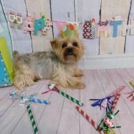 Small fluffy dog lying on a pastel birthday backdrop with colorful “party” decorations and confetti wands