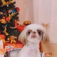 Small white dog sitting beside a decorated Christmas tree and gift boxes