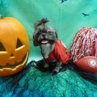 Small black dog in a red shirt posing between a jack-o'-lantern and Halloween decorations
