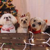 Three small dogs in a wooden crate beside a Christmas tree, wearing festive collars