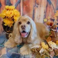 Golden cocker spaniel posing among yellow flowers and autumn leaves on a rustic backdrop