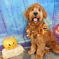 Brown dog wearing a Halloween garland sits beside a carved jack-o'-lantern on a blue backdrop.
