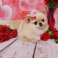 Small cream-colored dog with a red bow, surrounded by red roses on a pink heart-themed backdrop.