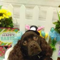 Brown dog in bunny ears posing before a colorful Easter backdrop with flowers and decorations