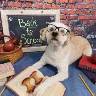 Small dog in glasses beside a chalkboard reading “Back to School,” with books and an apple basket.
