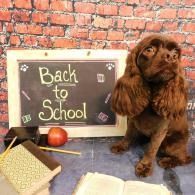 Brown dog beside a chalkboard reading “Back to School,” with books and an apple on a desk