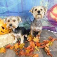 Two small dogs in autumn leaves beside a carved pumpkin backdrop