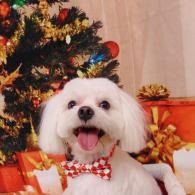 White fluffy dog smiling beside a decorated Christmas tree and wrapped gifts