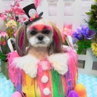 Small dog in a colorful costume with pink sunglasses and a top hat, surrounded by flowers