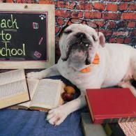 Bulldog lying among schoolbooks beside a chalkboard that says “Back to School”
